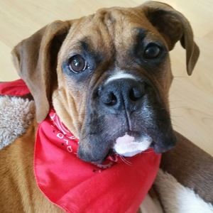 Meet your Posher, Madison